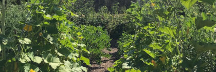 vegetable varieties, squash arbor