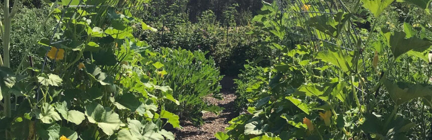 vegetable varieties, squash arbor