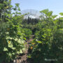vegetable varieties, squash arbor