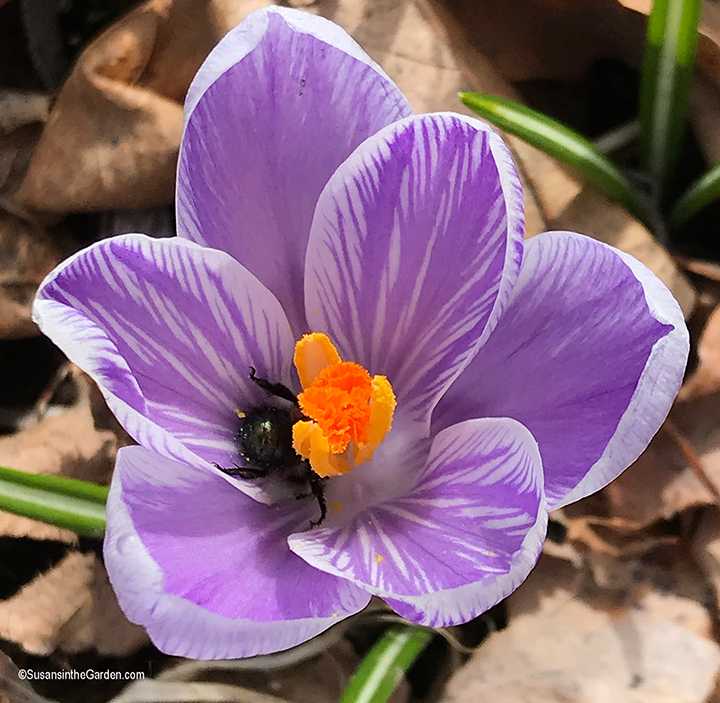 planting fall bulbs, crocus