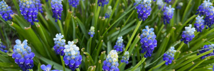 planting fall bulbs, crocus