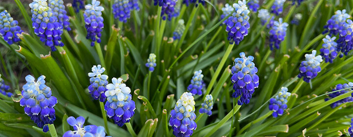 planting fall bulbs, crocus