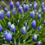 planting fall bulbs, crocus