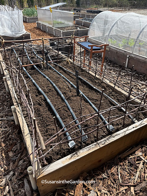 potato growing competition