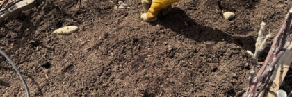 potato growing competition