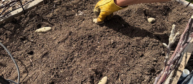 potato growing competition