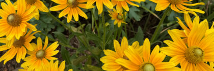retirement, rudbeckias