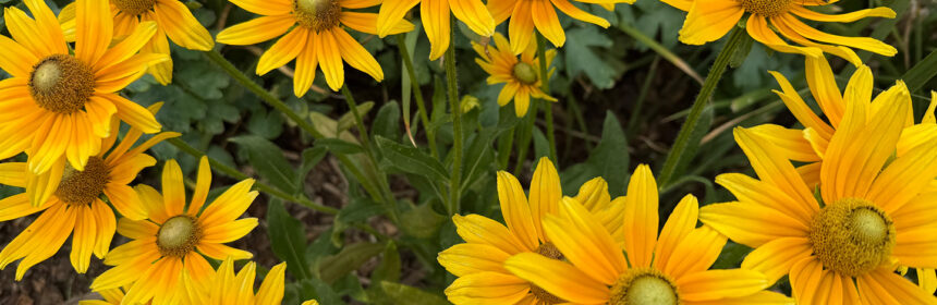 retirement, rudbeckias